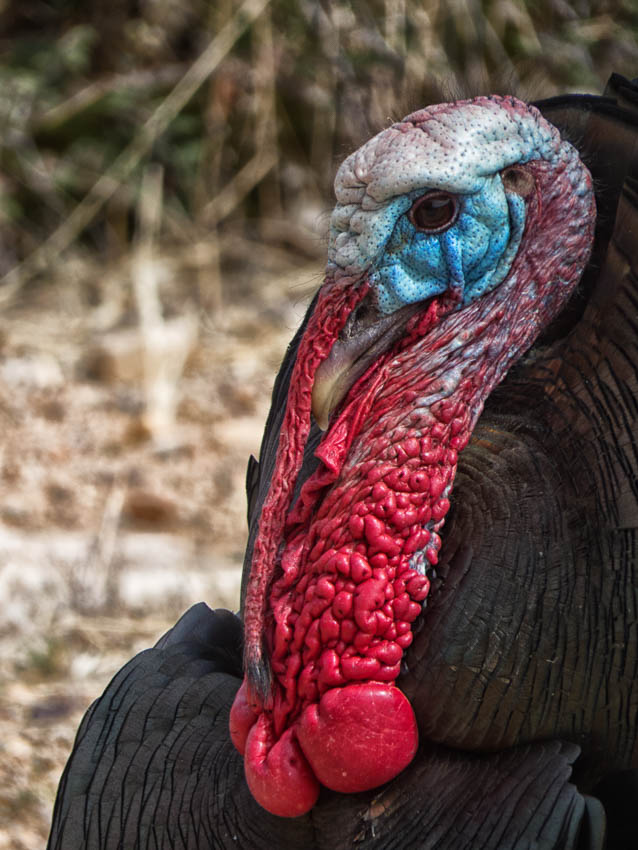 Wild Turkey in Arizona - Head Shot