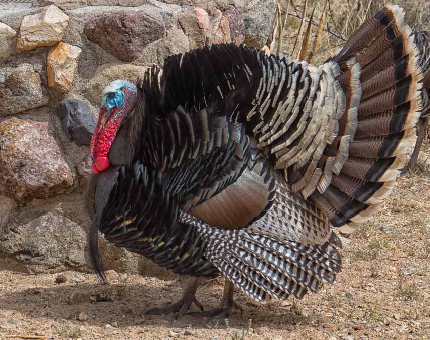 Wild Turkey in Arizona