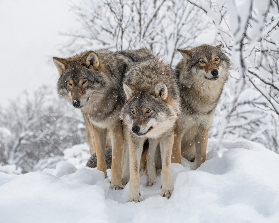 The picture of these wolves was my favorite basically because I am partial ...