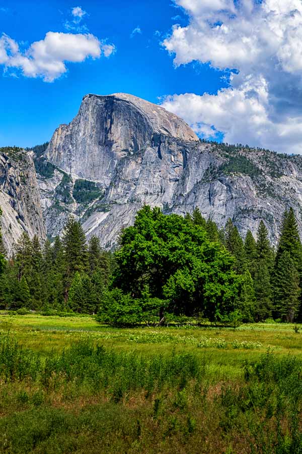 Half Dome meadow view