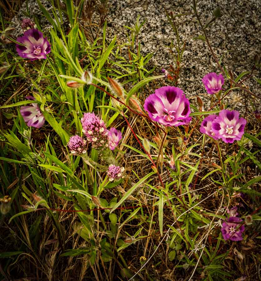 Wildflower Clarkia