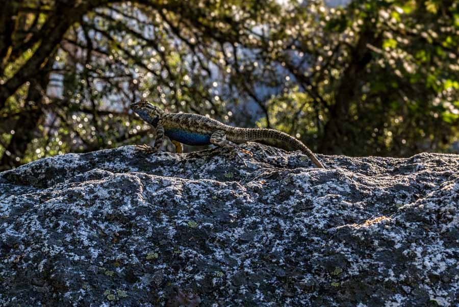 Yosemite blue bellied lizard