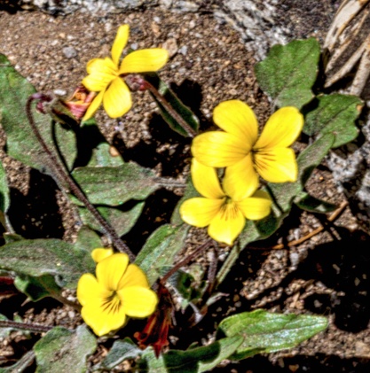 Yellow Mountain Viola detail
