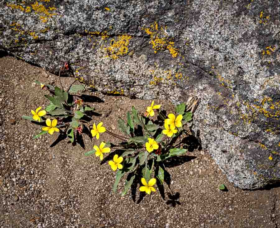 Yellow Mountain Viola