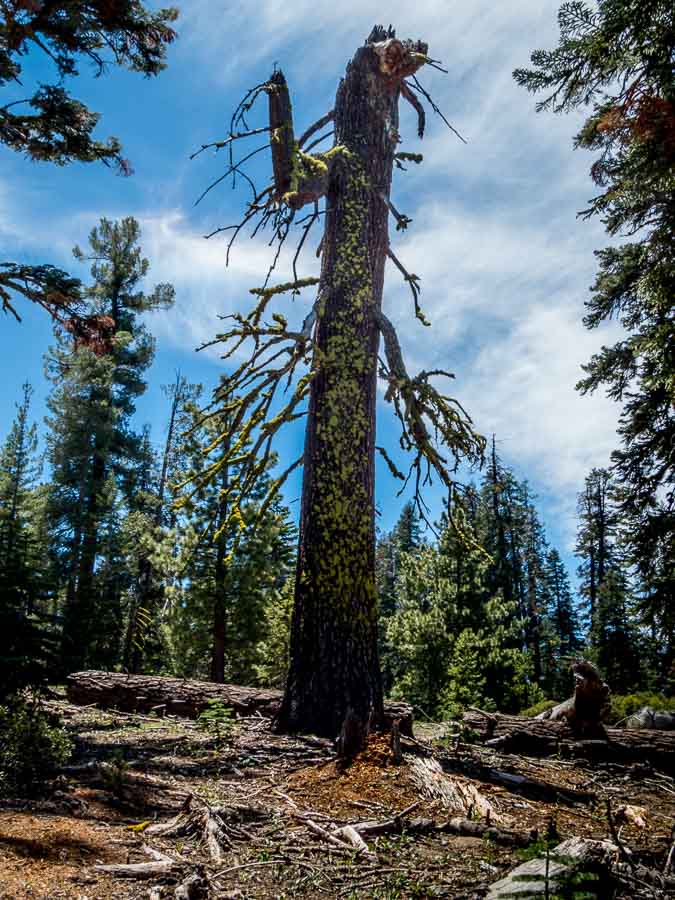 Wolf Lichen on a dead tree