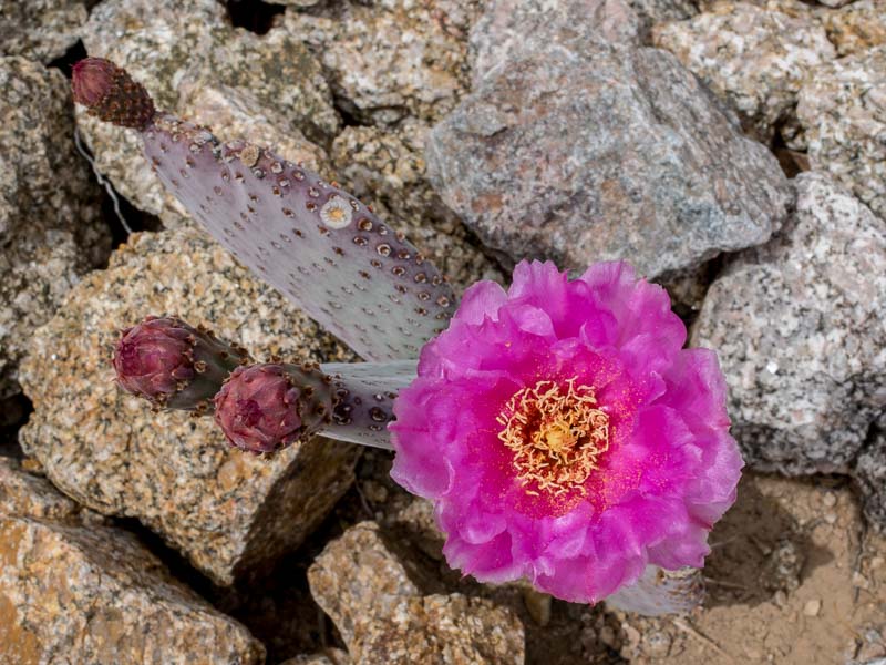 Opuntia - Paddle Cactus