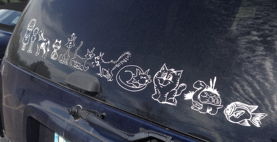 How many cats in this family