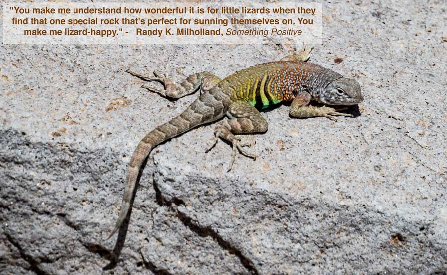 You make me understand how wonderful it is for little lizards when they find that one special rock that's perfect for sunning themselves on. You make me lizard-happy. - Randy K. Milholland