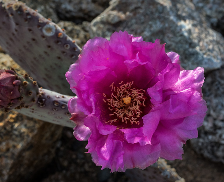 Opuntia - Paddle Cactus