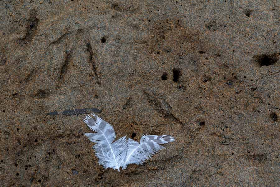 Its amazing what we found on the beach  - bird feathers