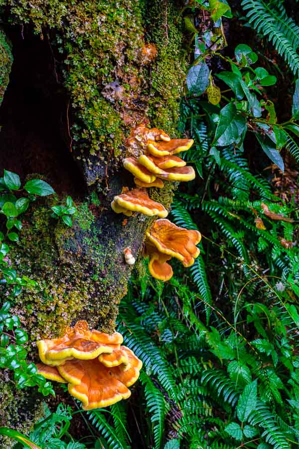 beautiful wild mushroom