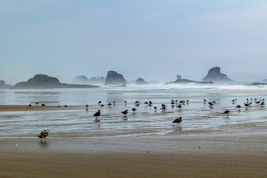 Seagulls gathered along the beach