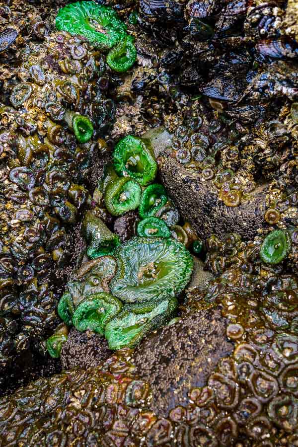 Green anemone among the rocks