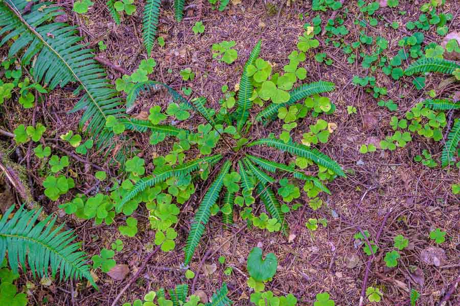 A radiant fern along the Clatsop trail