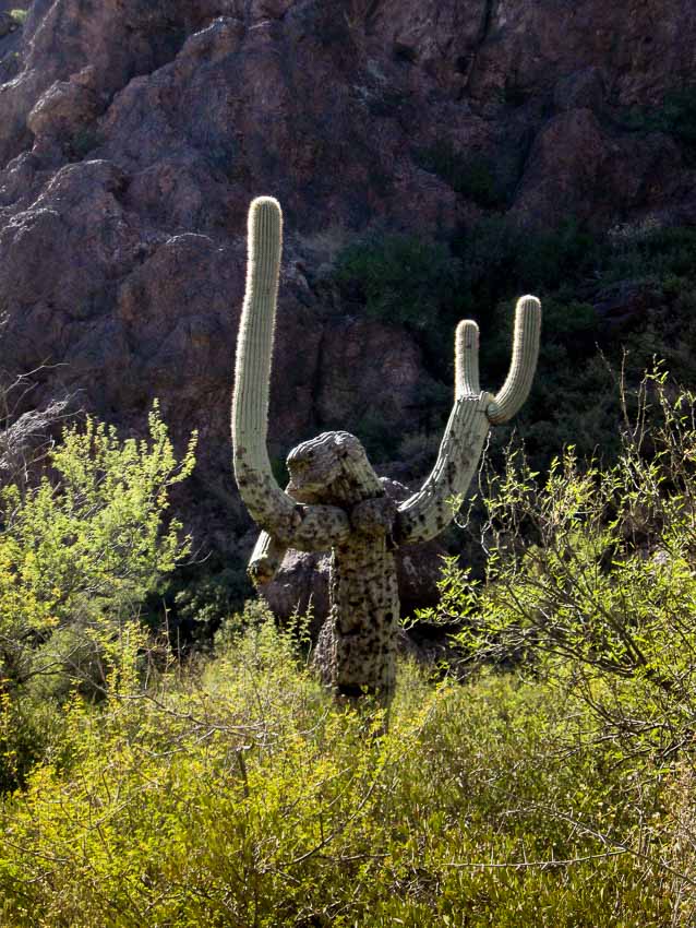 Hands up saguaro