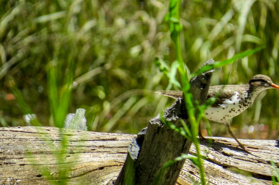 Spotted sandpiper photo number three