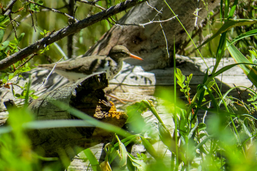 Sandpiper Photo number 1