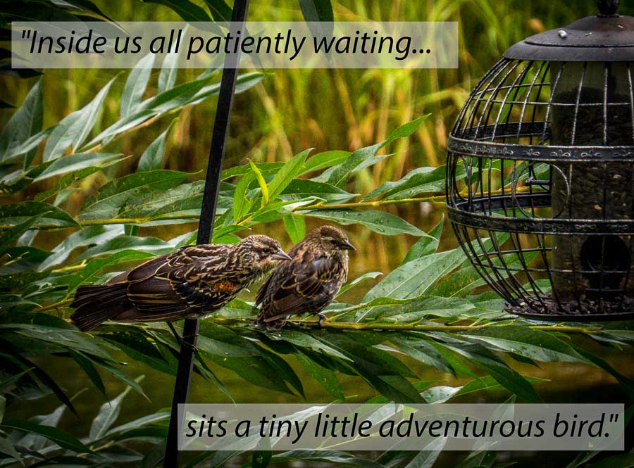Inside us all patiently waiting, sits a tiny little adventurous bird. - Unknown
