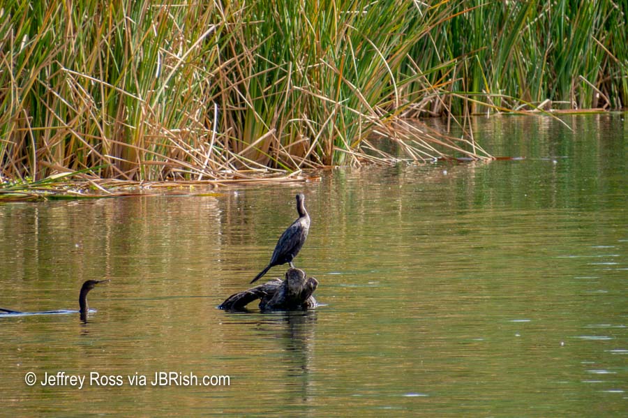 Second Cormorant heading for the perch