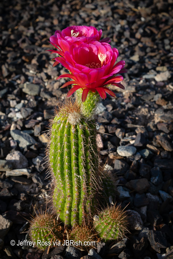Red blooming desert cactus portrait