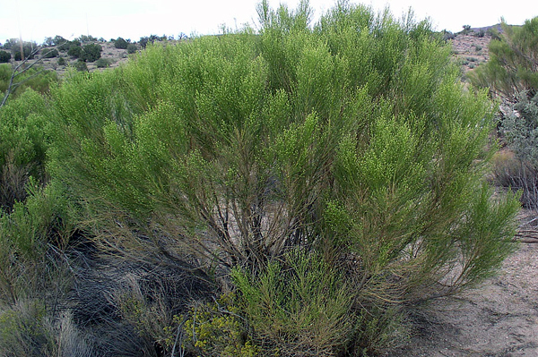 Desert Broom Plant
