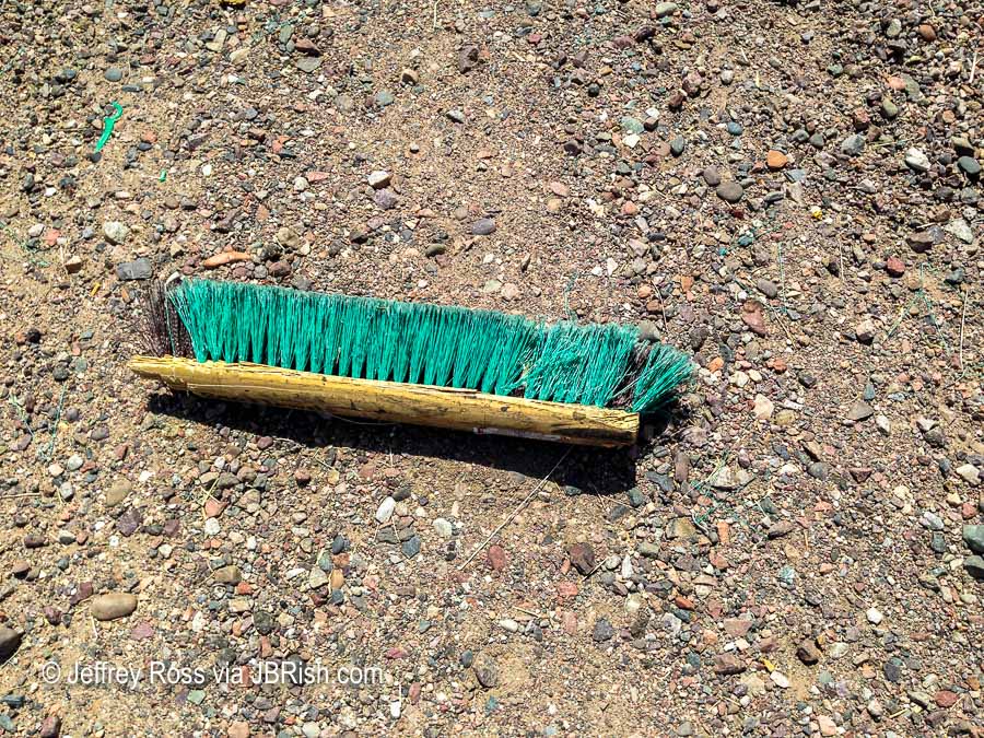Possible desert broom cultivar or sport