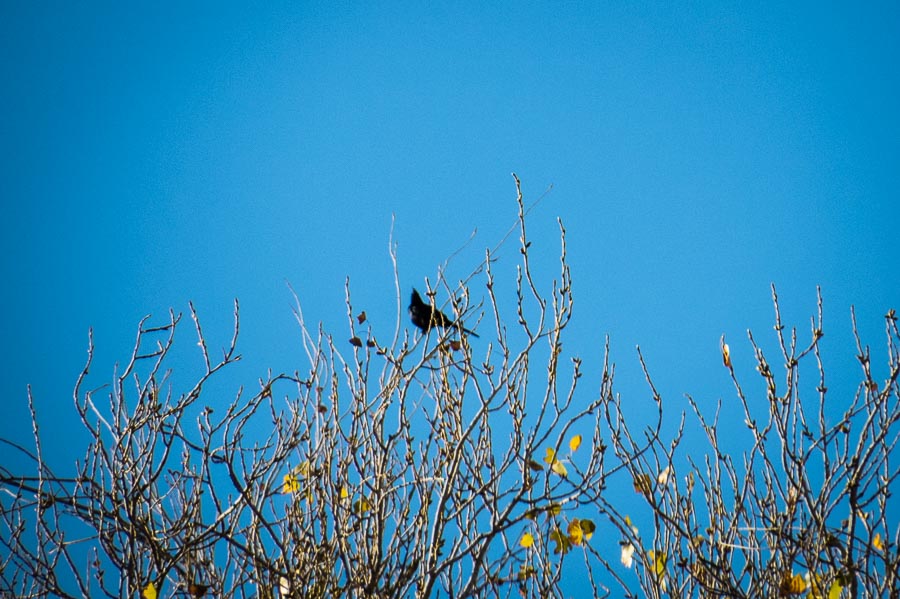 Phainopepla hard to identify from a distance