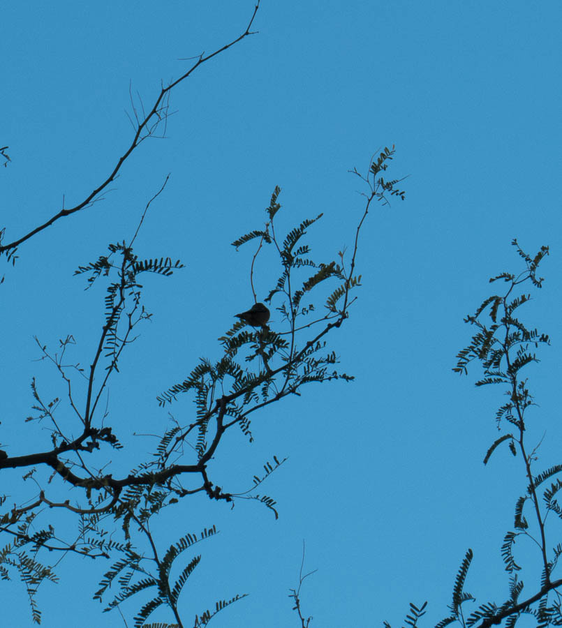 Flitting Ruby-crowned singled silhouette