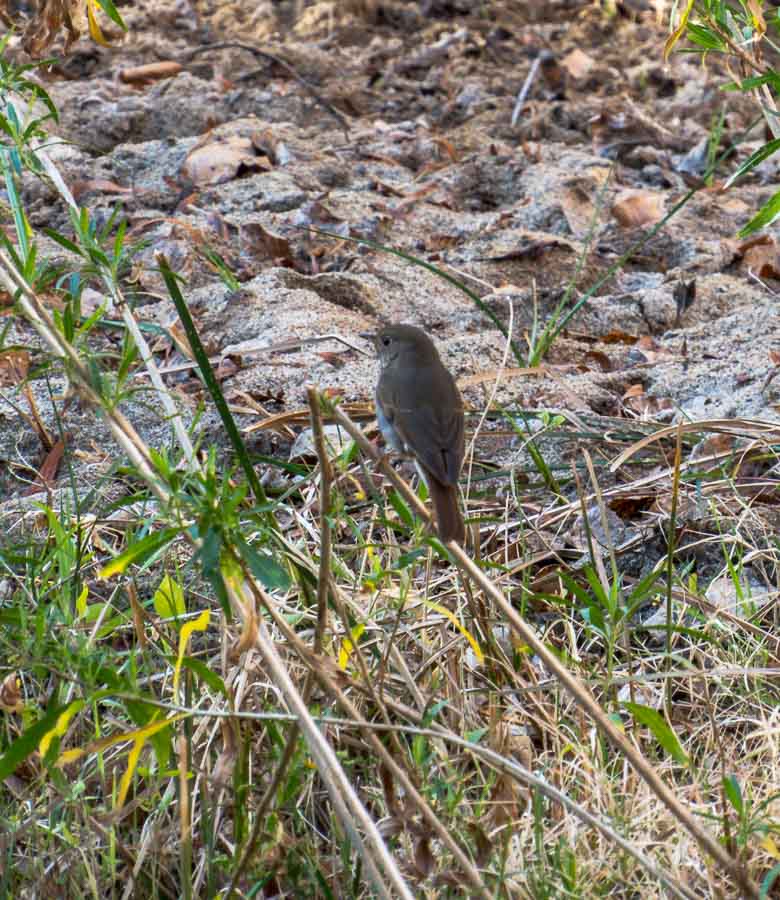 Hermit Thrush