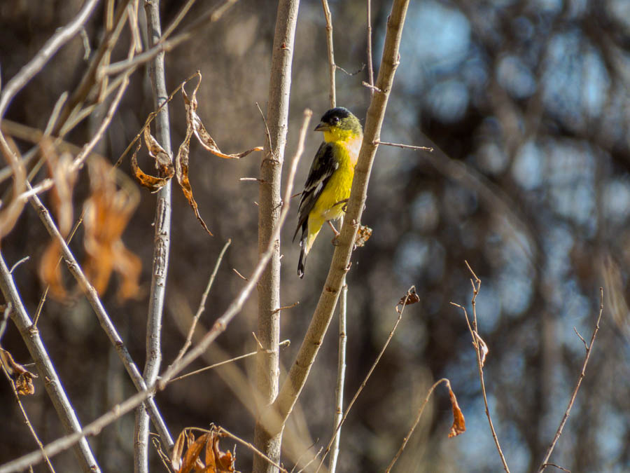 Lesser Goldfinch