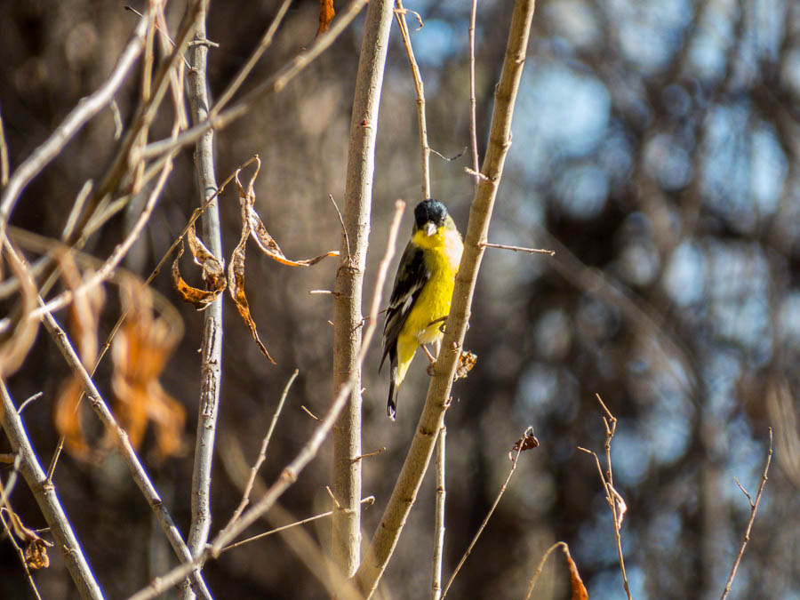 Lesser Goldfinch