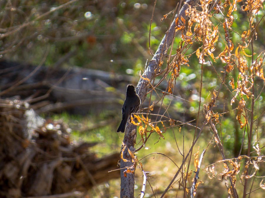 Black Phoebe