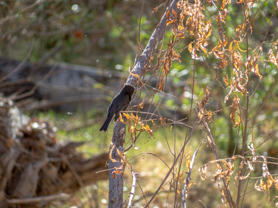 Black Phoebe