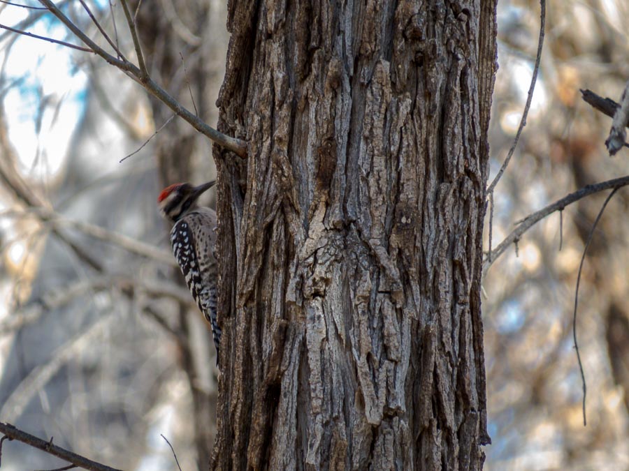 Ladder-backed Woodpecker