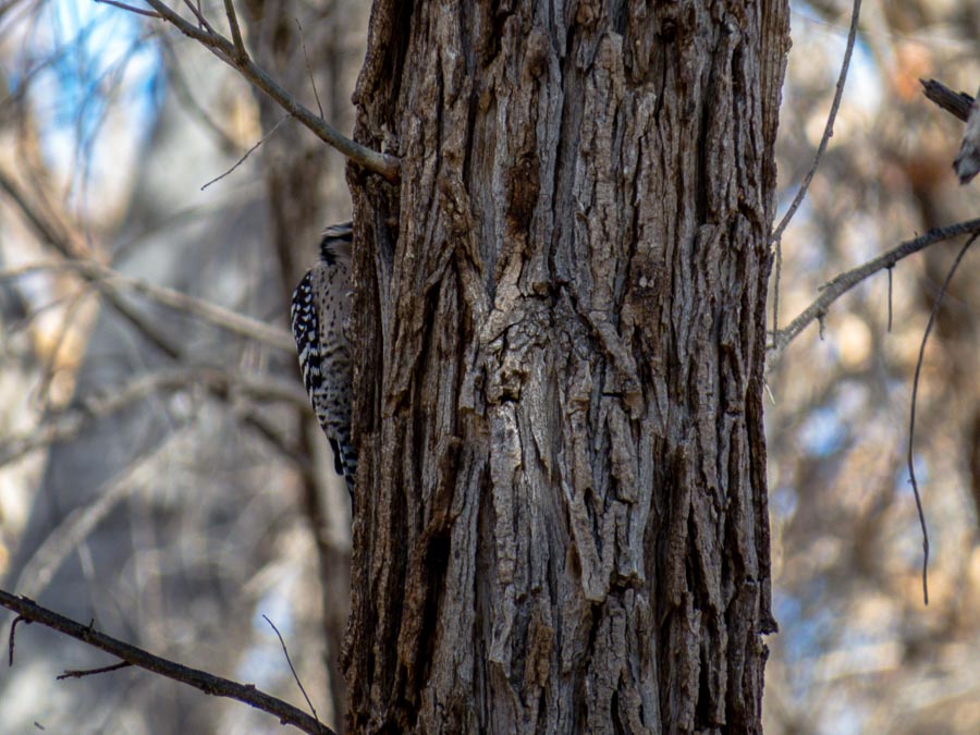 Ladder-backed Woodpecker