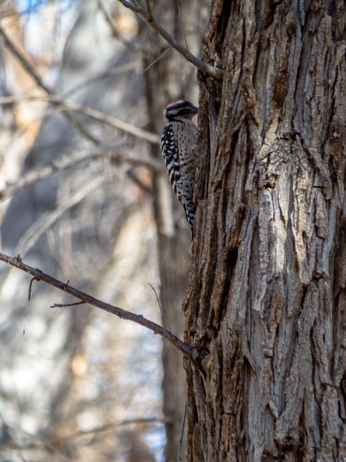 Ladder-backed Woodpecker