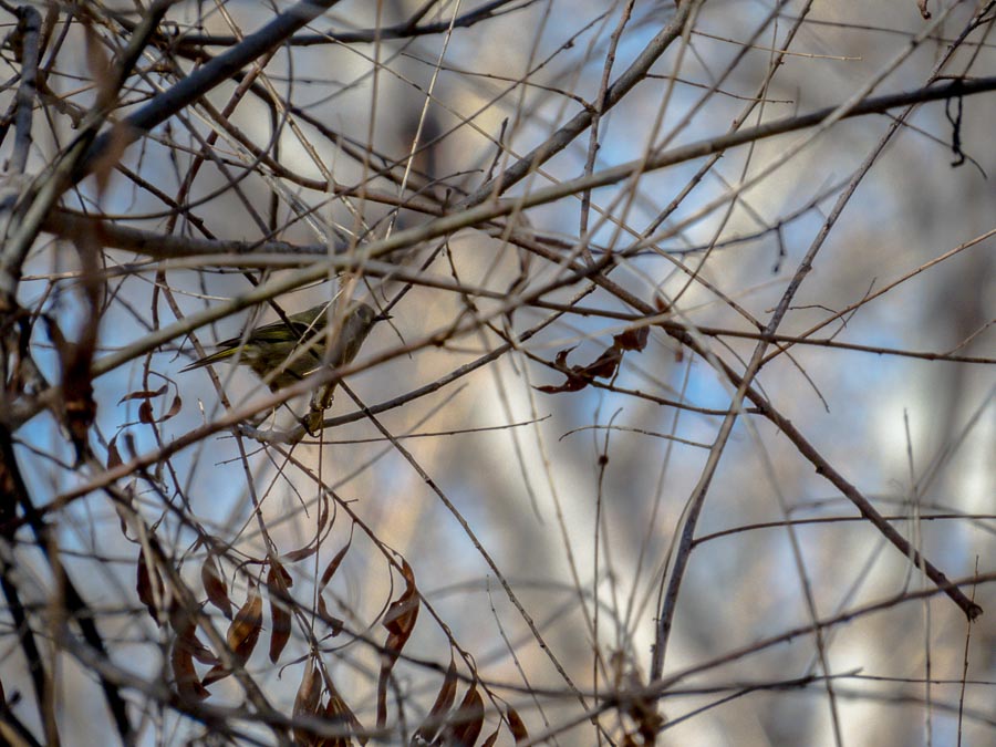 Better view of the Ruby-crowned Kinglet