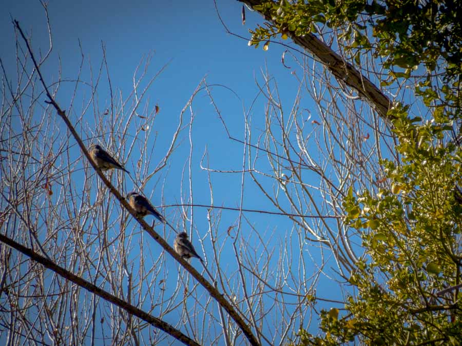 Western Bluebirds