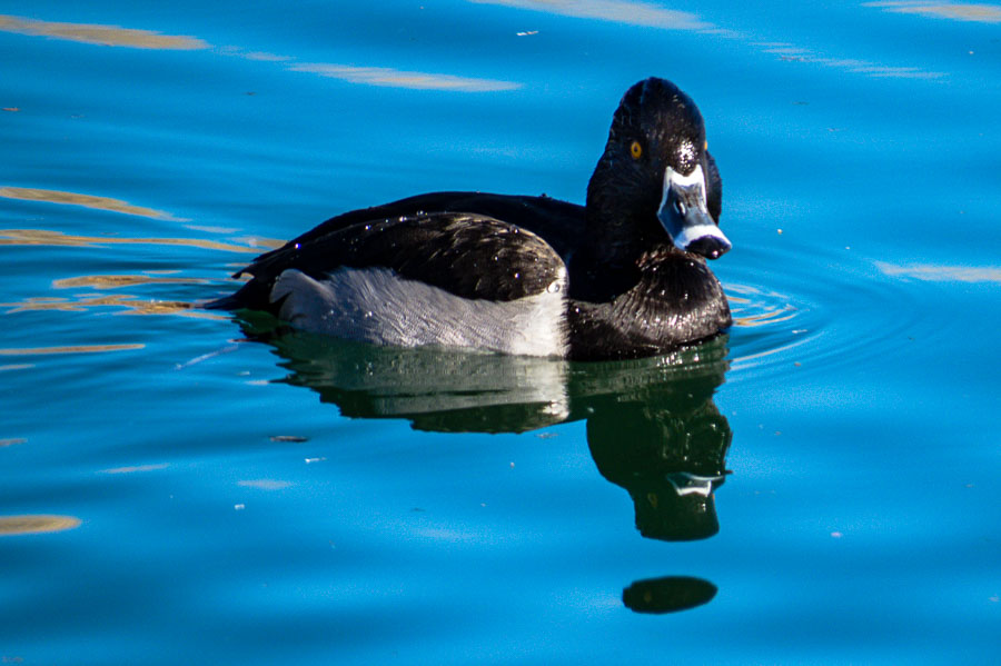 A handsome Ring-necked duck