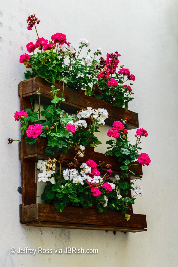 geraniums on the wall