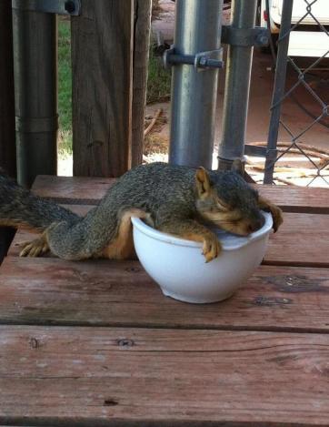 This cool squirrel is sleeping on a bowl of ice mad just for him!
